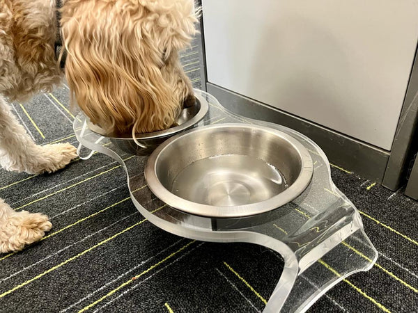Raised Dog Bowl Holder With 2 Stainless Steel Bowls For Water Food